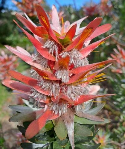 Mimetes splendidus old flowers